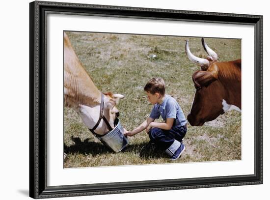 Boy Feeding Cows-William P. Gottlieb-Framed Photographic Print