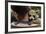 Boy Holding a Raccoon-William P. Gottlieb-Framed Photographic Print