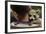 Boy Holding a Raccoon-William P. Gottlieb-Framed Photographic Print