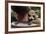 Boy Holding a Raccoon-William P. Gottlieb-Framed Photographic Print