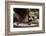 Boy Holding a Raccoon-William P. Gottlieb-Framed Photographic Print