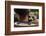 Boy Holding a Raccoon-William P. Gottlieb-Framed Photographic Print