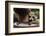 Boy Holding a Raccoon-William P. Gottlieb-Framed Photographic Print