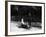 Boy in 1908 Mercedes Pedal Car-null-Framed Photographic Print