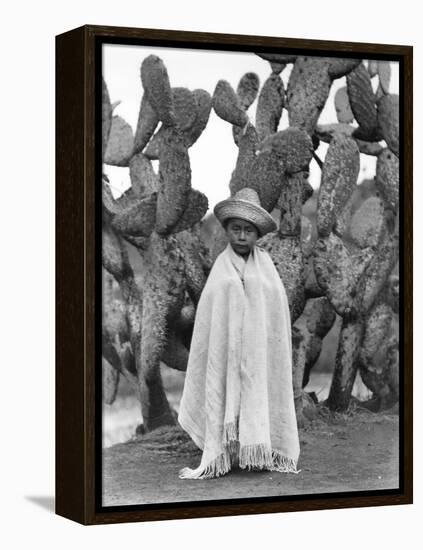 Boy in Front of a Cactus, State of Veracruz, Mexico, 1927-Tina Modotti-Framed Premier Image Canvas