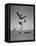 Boy Kicking a Football-Bettmann-Framed Premier Image Canvas