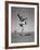 Boy Kicking a Football-Bettmann-Framed Photographic Print