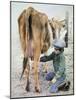 Boy Milking Cow-Nora Hernandez-Mounted Giclee Print