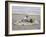 Boy on Beach-Nora Hernandez-Framed Giclee Print