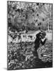 Boy Playing in a Pile of Autumn Leaves-Allan Grant-Mounted Photographic Print