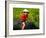 Boy Riding Water Buffalo, Mekong Delta, Vietnam-Keren Su-Framed Photographic Print