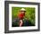 Boy Riding Water Buffalo, Mekong Delta, Vietnam-Keren Su-Framed Photographic Print