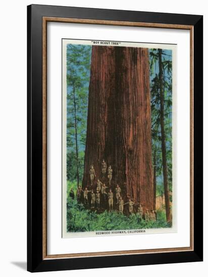 Boy Scout Tree on Redwood Highway - Redwoods, CA-Lantern Press-Framed Premium Giclee Print