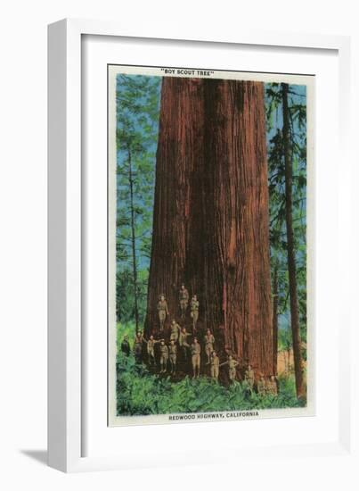 Boy Scout Tree on Redwood Highway - Redwoods, CA-Lantern Press-Framed Premium Giclee Print