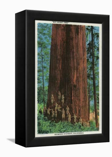 Boy Scout Tree on Redwood Highway - Redwoods, CA-Lantern Press-Framed Stretched Canvas