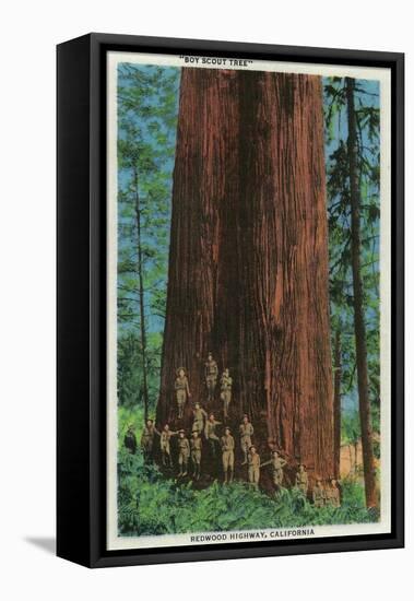 Boy Scout Tree on Redwood Highway - Redwoods, CA-Lantern Press-Framed Stretched Canvas