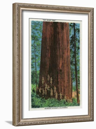 Boy Scout Tree on Redwood Highway - Redwoods, CA-Lantern Press-Framed Art Print