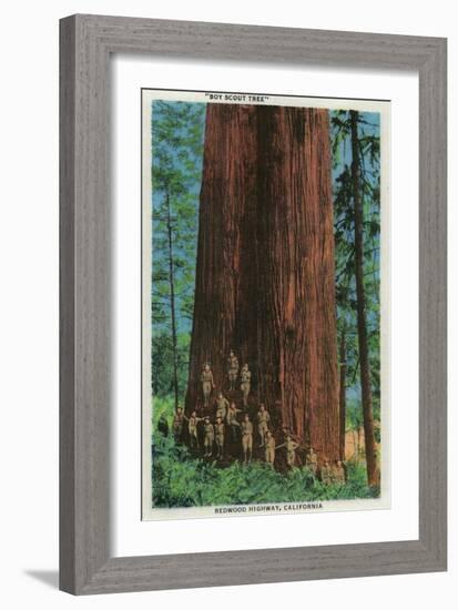 Boy Scout Tree on Redwood Highway - Redwoods, CA-Lantern Press-Framed Art Print