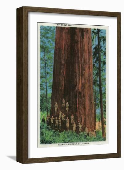 Boy Scout Tree on Redwood Highway - Redwoods, CA-Lantern Press-Framed Art Print