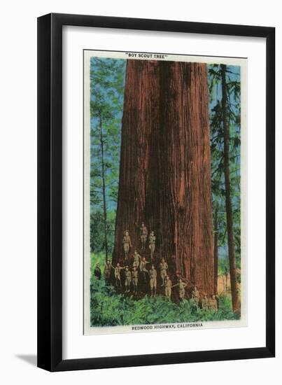 Boy Scout Tree on Redwood Highway - Redwoods, CA-Lantern Press-Framed Art Print