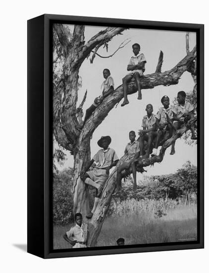 Boy Scout Troop Sitting in a Tree-Dmitri Kessel-Framed Premier Image Canvas