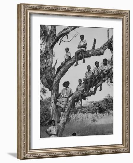 Boy Scout Troop Sitting in a Tree-Dmitri Kessel-Framed Photographic Print