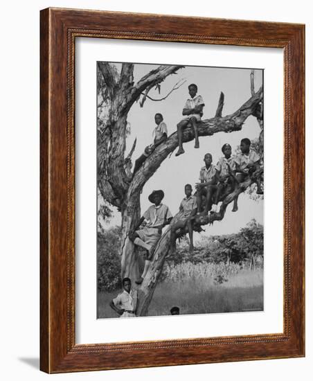 Boy Scout Troop Sitting in a Tree-Dmitri Kessel-Framed Photographic Print