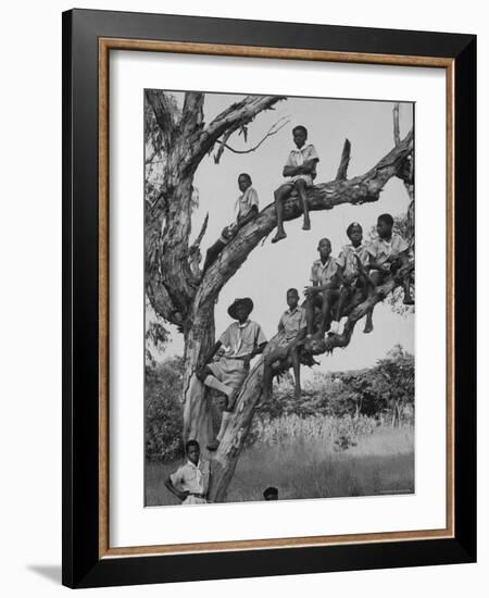 Boy Scout Troop Sitting in a Tree-Dmitri Kessel-Framed Photographic Print