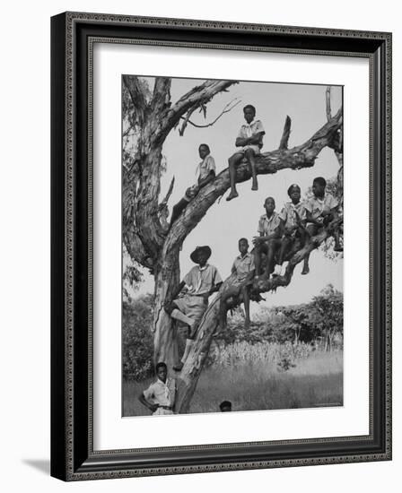 Boy Scout Troop Sitting in a Tree-Dmitri Kessel-Framed Photographic Print