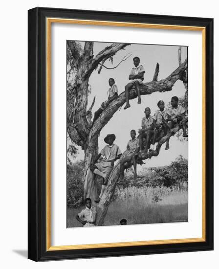 Boy Scout Troop Sitting in a Tree-Dmitri Kessel-Framed Photographic Print