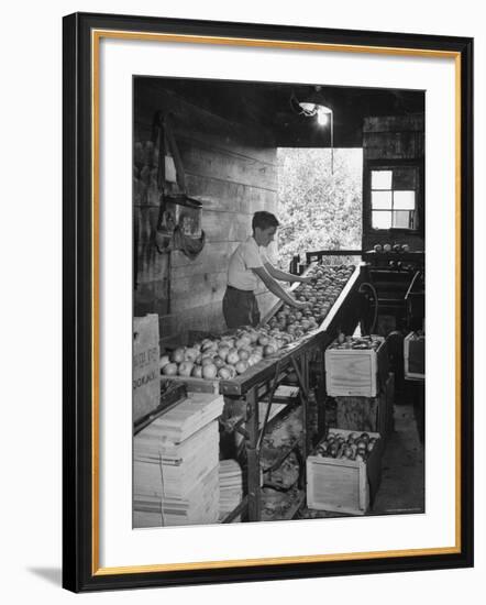 Boy Sorting Apples-Nina Leen-Framed Photographic Print