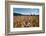 Boy Standing in Field of Wheat-William P. Gottlieb-Framed Photographic Print