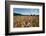 Boy Standing in Field of Wheat-William P. Gottlieb-Framed Photographic Print