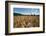 Boy Standing in Field of Wheat-William P. Gottlieb-Framed Photographic Print