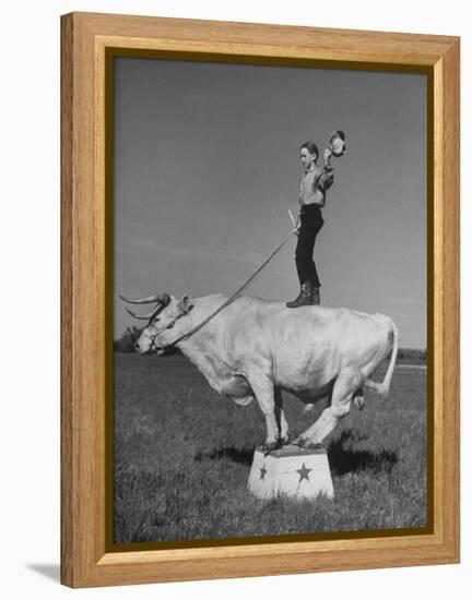 Boy Standing on Shorthorn Bull at White Horse Ranch-William C^ Shrout-Framed Premier Image Canvas