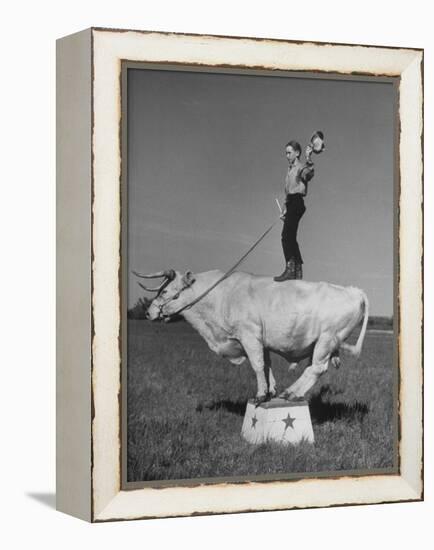 Boy Standing on Shorthorn Bull at White Horse Ranch-William C^ Shrout-Framed Premier Image Canvas