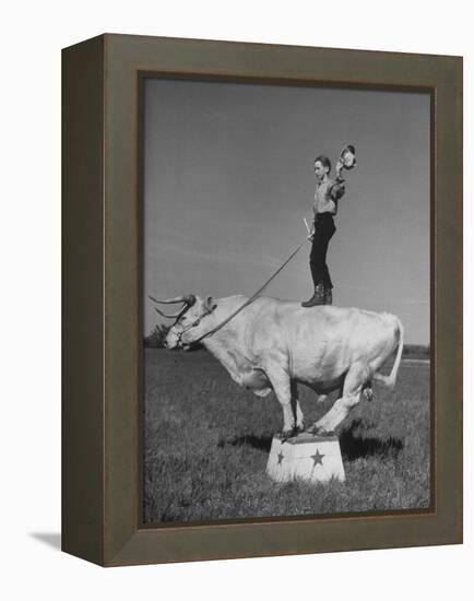 Boy Standing on Shorthorn Bull at White Horse Ranch-William C^ Shrout-Framed Premier Image Canvas