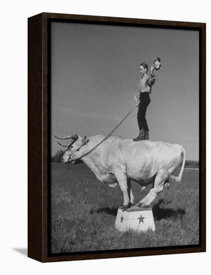 Boy Standing on Shorthorn Bull at White Horse Ranch-William C^ Shrout-Framed Premier Image Canvas