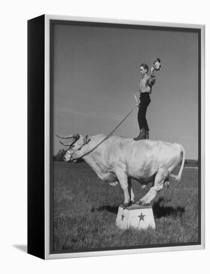 Boy Standing on Shorthorn Bull at White Horse Ranch-William C^ Shrout-Framed Premier Image Canvas