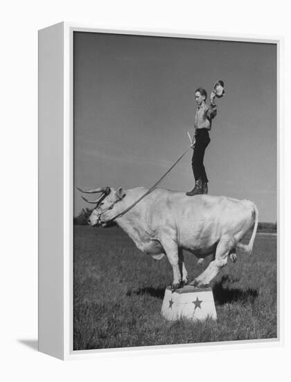 Boy Standing on Shorthorn Bull at White Horse Ranch-William C^ Shrout-Framed Premier Image Canvas