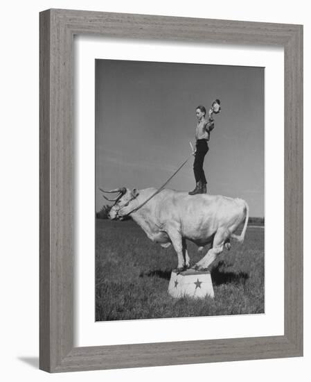 Boy Standing on Shorthorn Bull at White Horse Ranch-William C^ Shrout-Framed Photographic Print