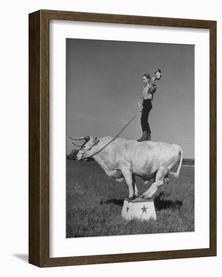 Boy Standing on Shorthorn Bull at White Horse Ranch-William C^ Shrout-Framed Photographic Print