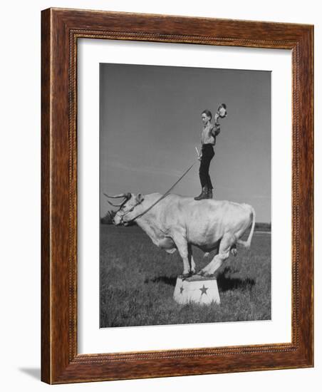 Boy Standing on Shorthorn Bull at White Horse Ranch-William C^ Shrout-Framed Photographic Print