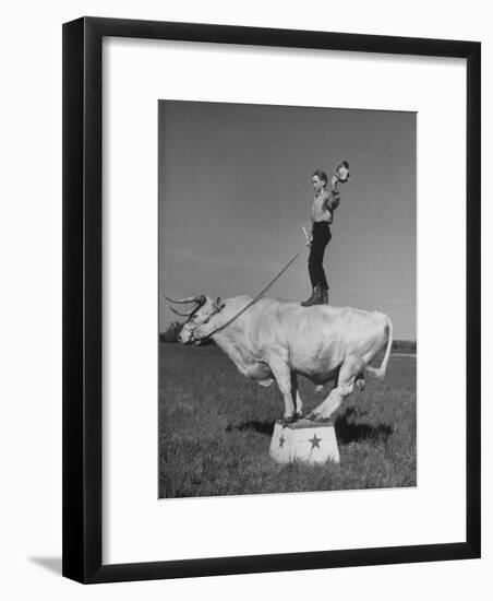 Boy Standing on Shorthorn Bull at White Horse Ranch-William C^ Shrout-Framed Photographic Print