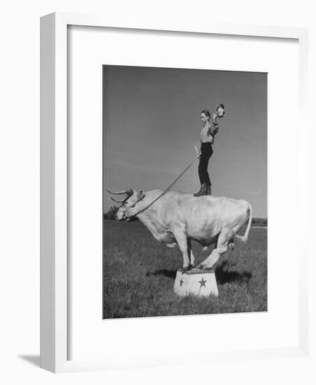 Boy Standing on Shorthorn Bull at White Horse Ranch-William C^ Shrout-Framed Photographic Print