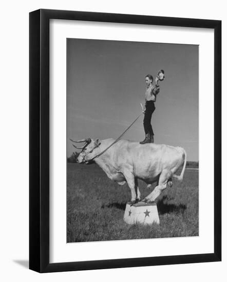 Boy Standing on Shorthorn Bull at White Horse Ranch-William C^ Shrout-Framed Photographic Print