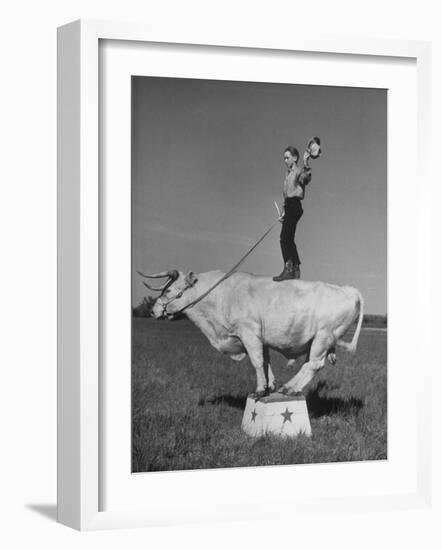 Boy Standing on Shorthorn Bull at White Horse Ranch-William C^ Shrout-Framed Photographic Print