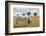 Boy Standing with Horse in a Field-William P. Gottlieb-Framed Photographic Print