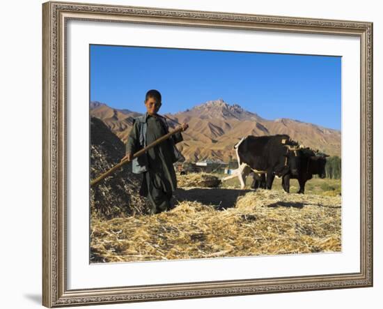 Boy Threshing with Oxen, Bamiyan Province, Afghanistan-Jane Sweeney-Framed Photographic Print