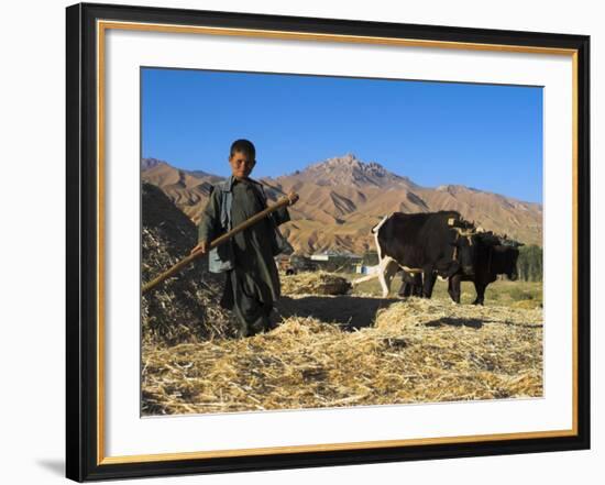 Boy Threshing with Oxen, Bamiyan Province, Afghanistan-Jane Sweeney-Framed Photographic Print